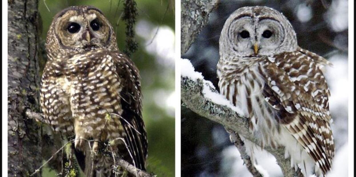 Dilema moral en EU: Matar búhos para salvar a otra especie de búhos