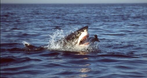 Muere joven tras ser atacada por tres tiburones en las Bahamas