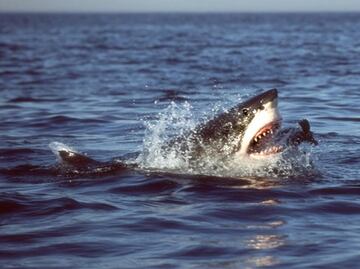 Muere joven tras ser atacada por tres tiburones en las Bahamas