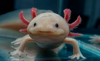 7 datos científicos impresionantes sobre el axolote, el anfibio favorito de México