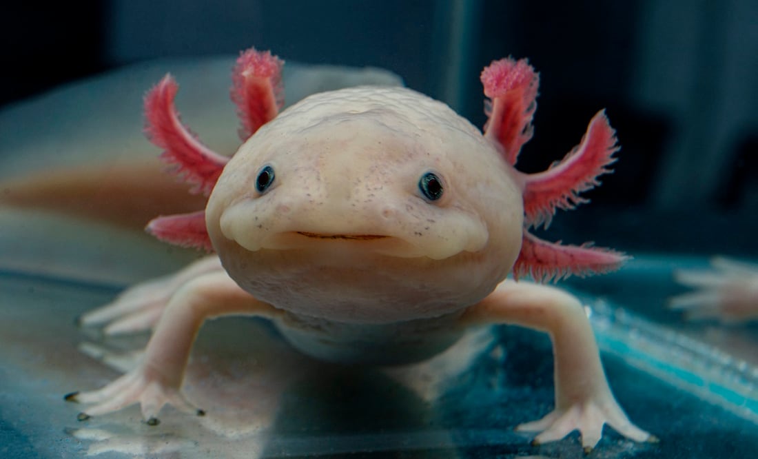 Descubre los fascinantes secretos del axolote, el anfibio favorito de México. Foto: iSTOCK/Iva Dimova