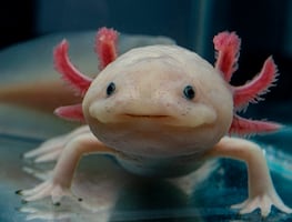 7 datos científicos impresionantes sobre el axolote, el anfibio favorito de México