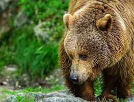 Oso mata a mujer que acampaba en un pueblo en Montana