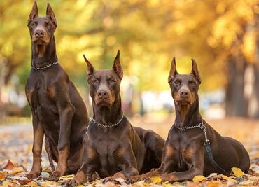 Las mejores 10 razas de perros guardianes que protegerán a tu familia; según expertos