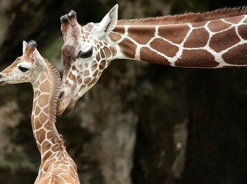 Video. El nacimiento de una jirafa sorprende a turistas en Disney World
