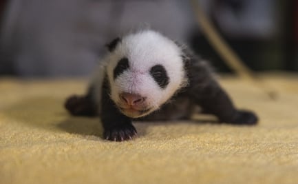 ¡Es macho!, Zoo de Washington revela sexo de último bebé panda