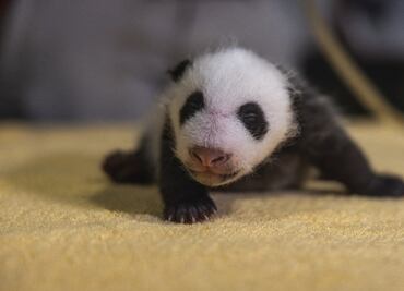 ¡Es macho!, Zoo de Washington revela sexo de último bebé panda