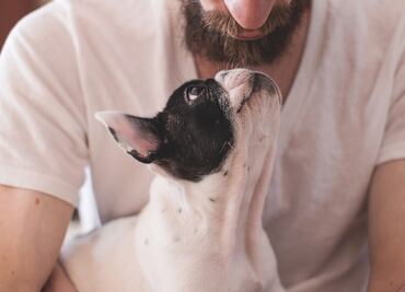 Cachorros tienen apego a las voces de sus amos igual que los bebés a sus madres