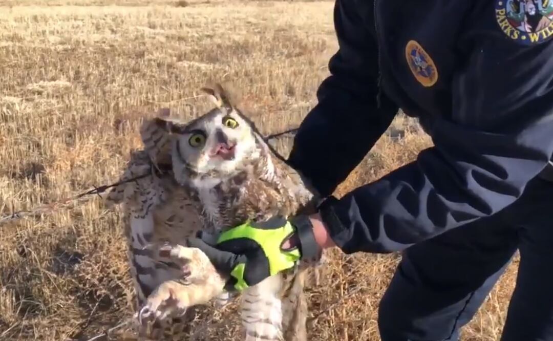 Foto: Captura de video