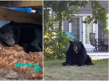 Video. Familia descubre a oso hibernando afuera de su casa en Connecticut