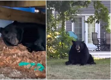 Video. Familia descubre a oso hibernando afuera de su casa en Connecticut