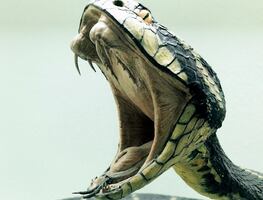 Alertan por cobra 'cebra' venenosa suelta en Carolina del Norte
