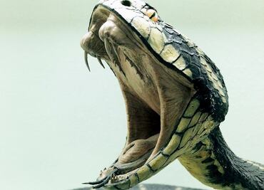 Alertan por cobra 'cebra' venenosa suelta en Carolina del Norte