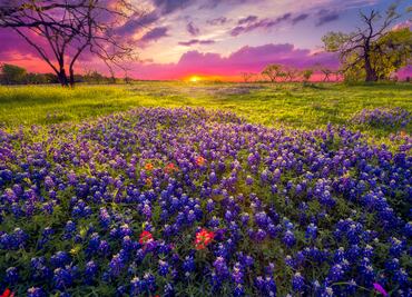 Shopping, festivales y campos de 'bluebonnets': lo mejor para hacer en Texas en mayo y junio