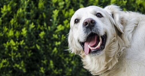 Boozehounds, un bar para perros en Florida