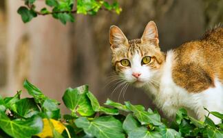 Los gatos son más propensos a enfermar de covid que los perros: estudio 