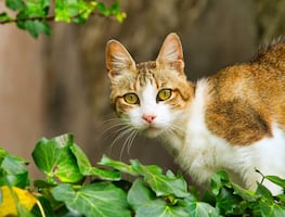 Los gatos son más propensos a enfermar de covid que los perros: estudio
