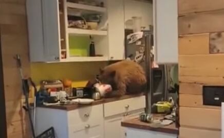 Video. Oso irrumpe en cocina de California para comer cubeta de pollo
