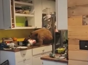 Video. Oso irrumpe en cocina de California para comer cubeta de pollo