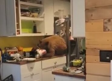 Video. Oso irrumpe en cocina de California para comer cubeta de pollo