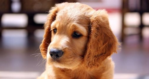 Tu perro puede tener su propio empleo como crítico de hoteles