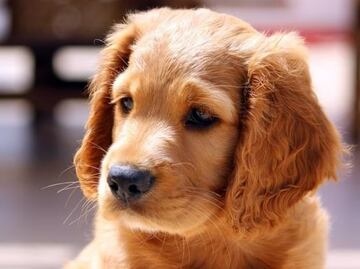 Tu perro puede tener su propio empleo como crítico de hoteles