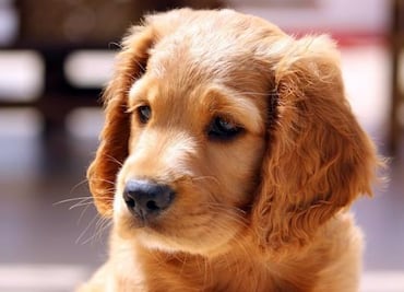 Tu perro puede tener su propio empleo como crítico de hoteles