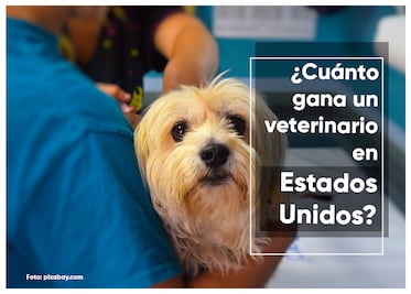 ¿Cuánto gana un veterinario en Estados Unidos por hora 2023?