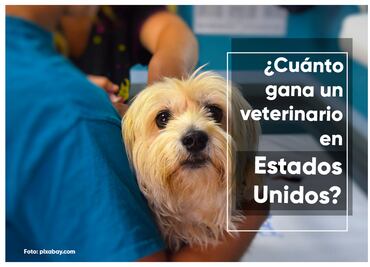 ¿Cuánto gana un veterinario en Estados Unidos por hora 2023?