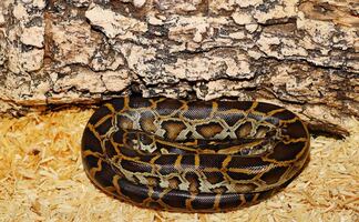 Policías atrapan a una pitón de más de 4 metros entre dos casas de Florida