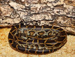 Policías atrapan a una pitón de más de 4 metros entre dos casas de Florida