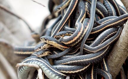 Video. Mujer encuentra serpiente de dos cabezas deslizándose en su casa 