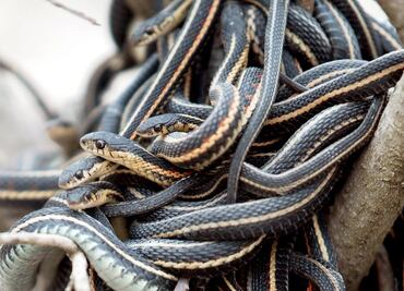 Video. Mujer encuentra serpiente de dos cabezas deslizándose en su casa
