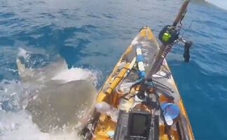 Video. El impactante ataque de tiburón a un pescador en un kayak en Hawái