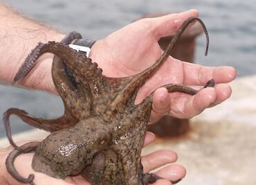 Hospitalizan a mujer por mordida de pulpo en la cara; posaba para foto