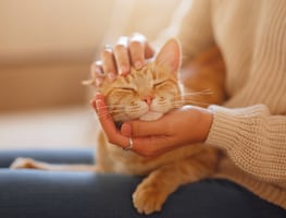 ¿Por qué ronronean los gatos? Esta es la explicación científica detrás del ronroneo