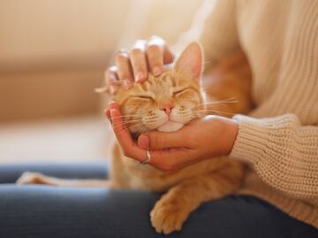¿Por qué ronronean los gatos? Esta es la explicación científica detrás del ronroneo