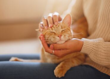 ¿Por qué ronronean los gatos? Esta es la explicación científica detrás del ronroneo