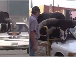 De película. Detienen a conductor por llevar a su enorme toro en el asiento del copiloto