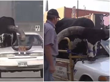 De película. Detienen a conductor por llevar a su enorme toro en el asiento del copiloto