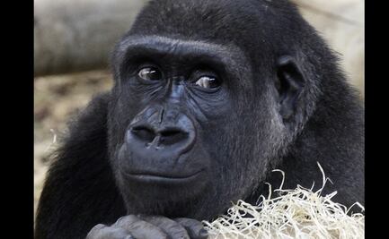 Gorilas del zoo de San Diego se recuperan tras contraer covid