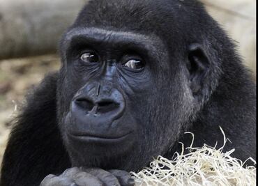 Gorilas del zoo de San Diego se recuperan tras contraer covid