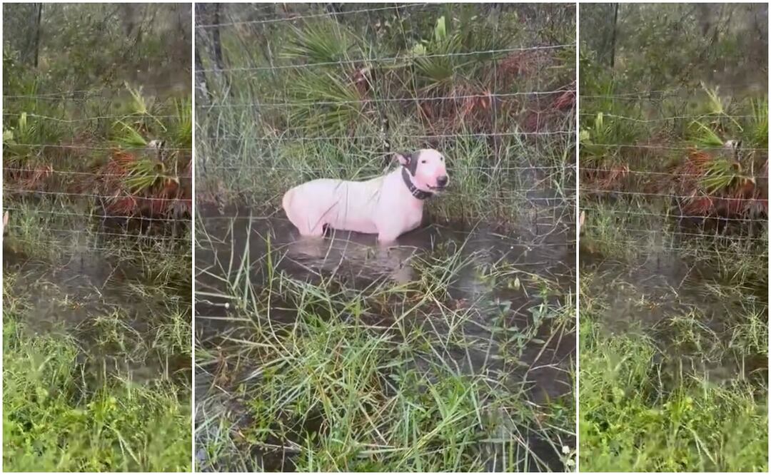 Rescatan a perro abandonado durante el huracán Milton: “No le hagan esto a sus mascotas”. Crédito: FHP Tampa vía Storyful