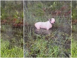 Policías rescatan a perro abandonado durante el huracán Milton: “No le hagan esto a sus mascotas”. VIDEO
