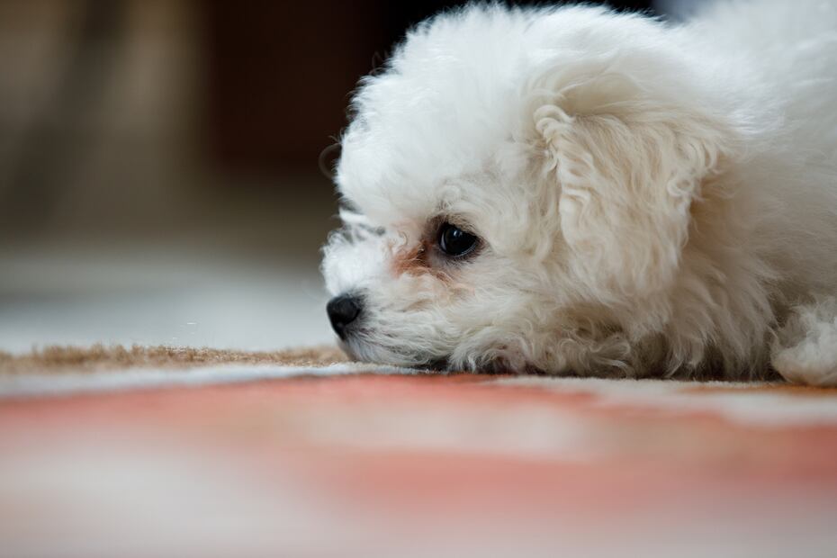 7 razas de perros más propensas a tener ansiedad, según los expertos. Foto: iSTOCK-Rajeev Menon