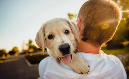 ¿Cómo proteger a las mascotas durante un huracán?