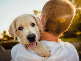 ¿Cómo proteger a las mascotas durante un huracán?