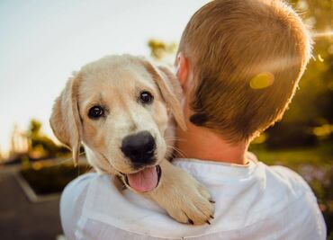 ¿Cómo proteger a las mascotas durante un huracán?