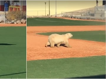 Video. Oso polar irrumpe en campo de beisbol en Canadá