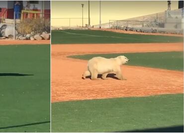Video. Oso polar irrumpe en campo de beisbol en Canadá